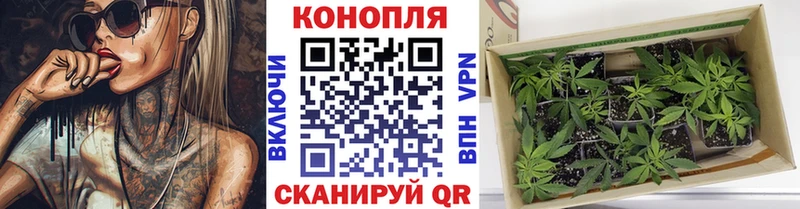 Каннабис OG Kush  Пучеж 